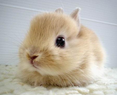 [Image: another_cute_bunny_by_m2pg.jpg]